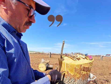 Ceviz Aşılama Teknikleri ve İpuçları