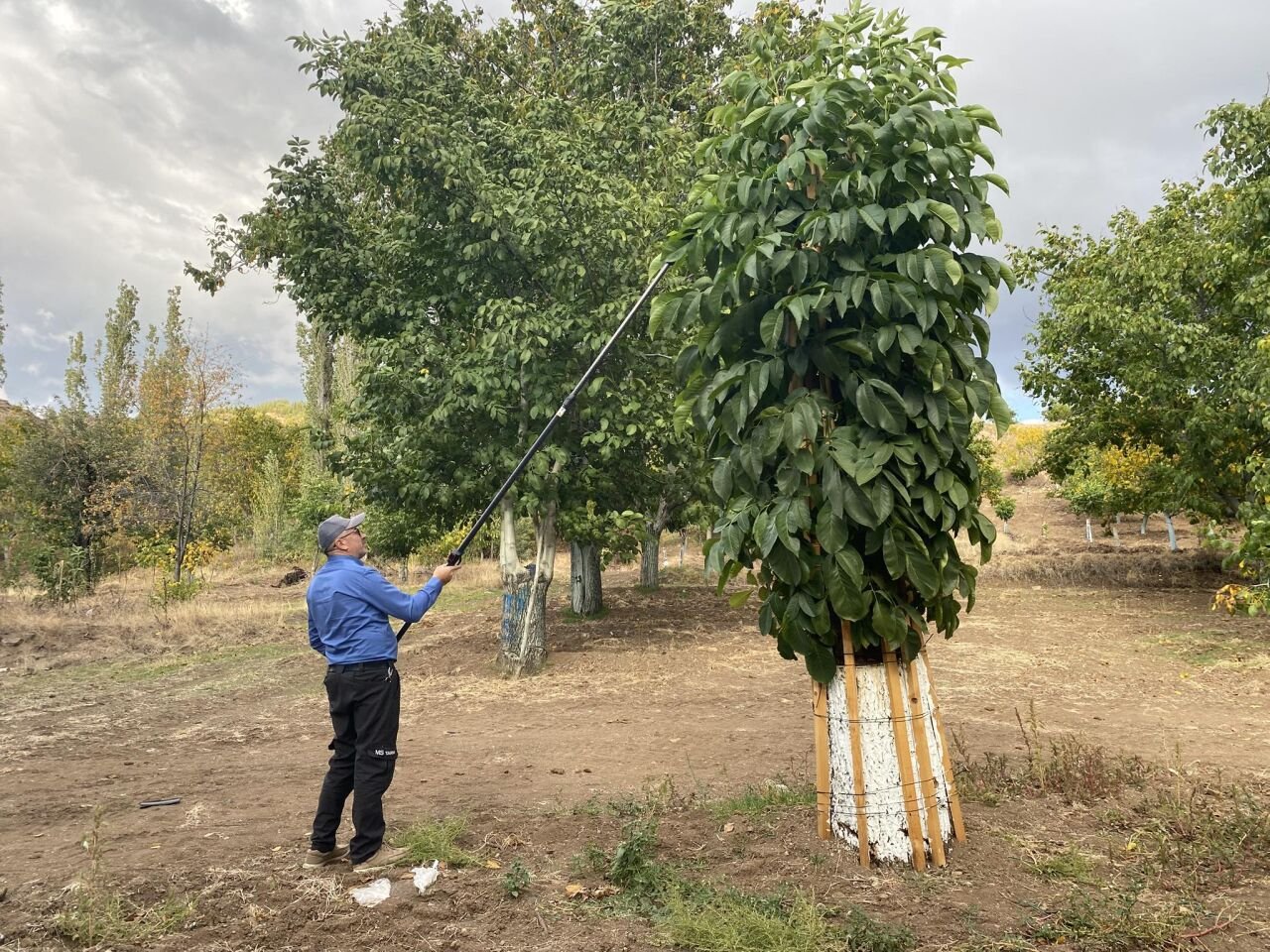 Ceviz Ağaçlarında Budama