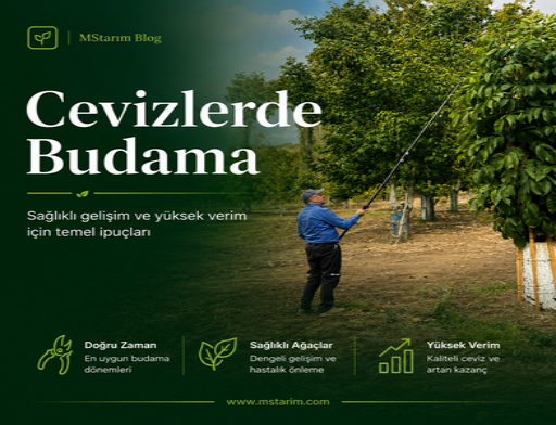 Ceviz Ağaçlarında Budama
