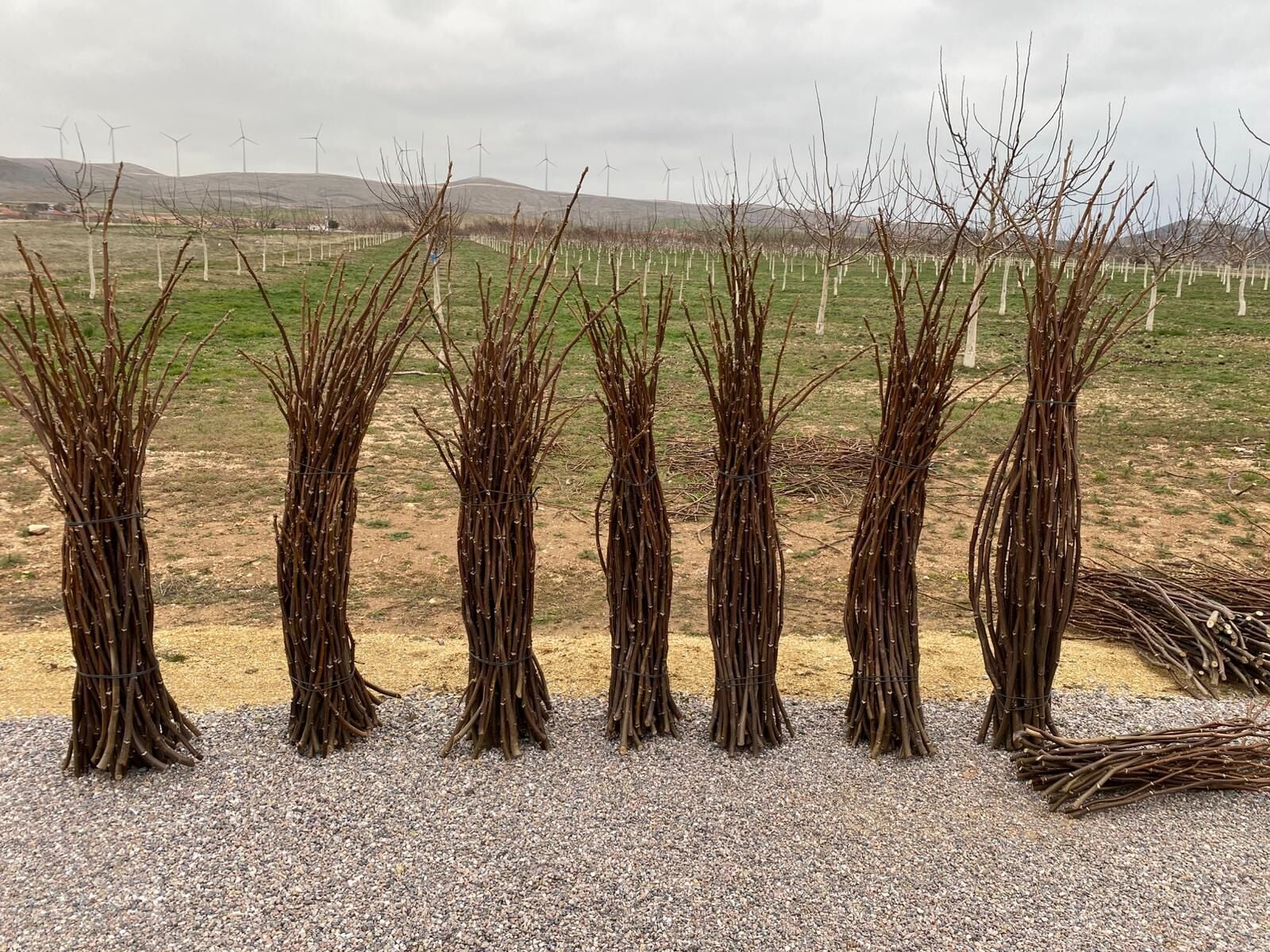 Chandler Aşı Kalemi