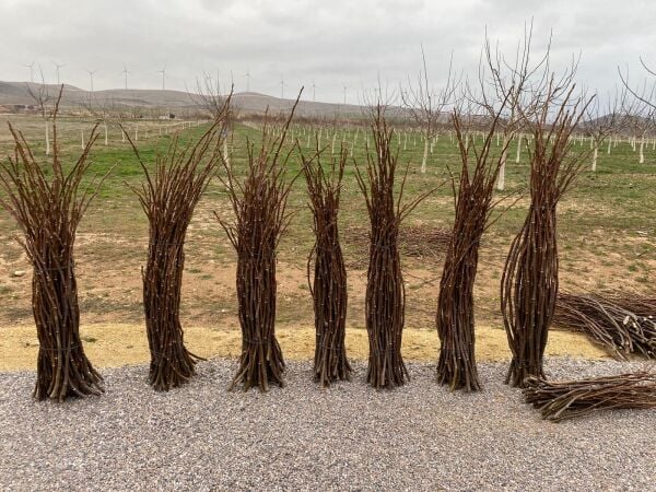 Chandler Aşı Kalemi