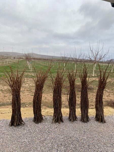 Chandler Aşı Kalemi